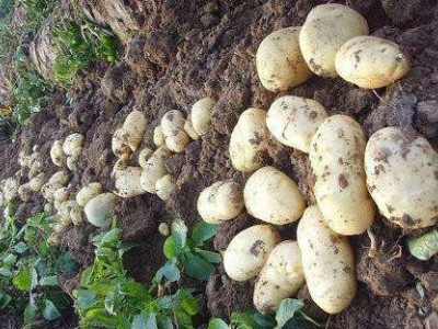 曲靖市麒麟区西路土豆种植中心 供应量200亩图2