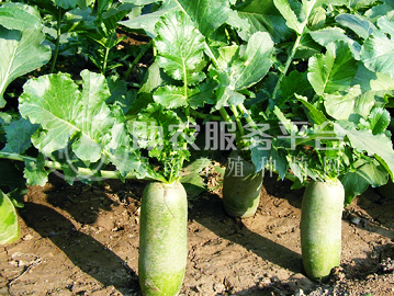 曲靖陆良召夸富林萝卜种植中心   供应量10吨图5