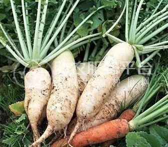 曲靖陆良召夸富林萝卜种植中心   供应量10吨图7
