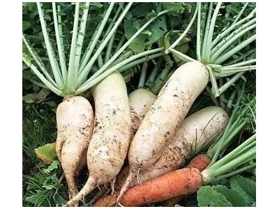 曲靖陆良召夸富林萝卜种植中心   供应量10吨图7