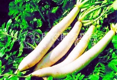 曲靖陆良召夸富林萝卜种植中心   供应量10吨图8