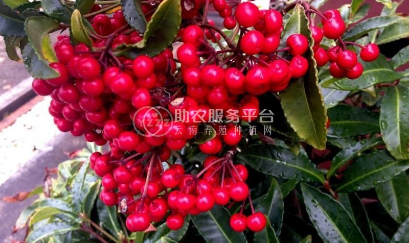 楚雄五味子种植基地5吨图1