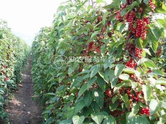 楚雄五味子种植基地5吨图2