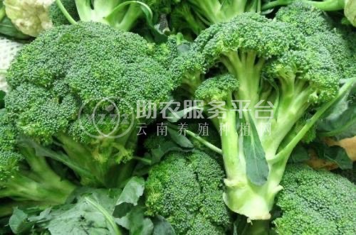 大理市关云蔬菜种植合作社供应量2吨图1