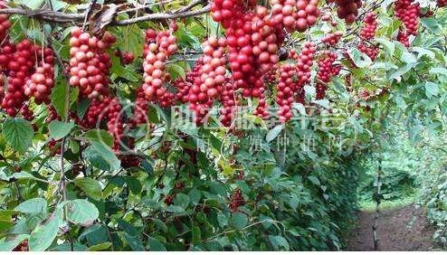 楚雄五味子种植基地5吨图3