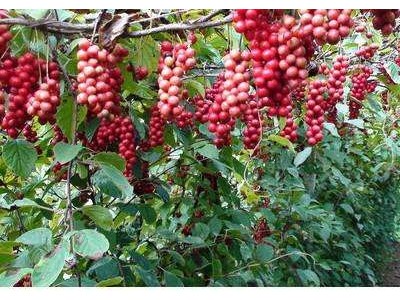 楚雄五味子种植基地5吨图3