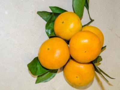 丽江松鹏橘子种植基地供应量5吨图2