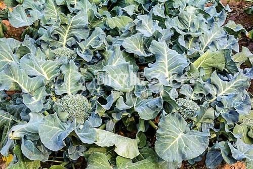 大理市关云蔬菜种植合作社供应量2吨图2