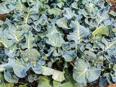 大理市关云蔬菜种植合作社供应量2吨图2