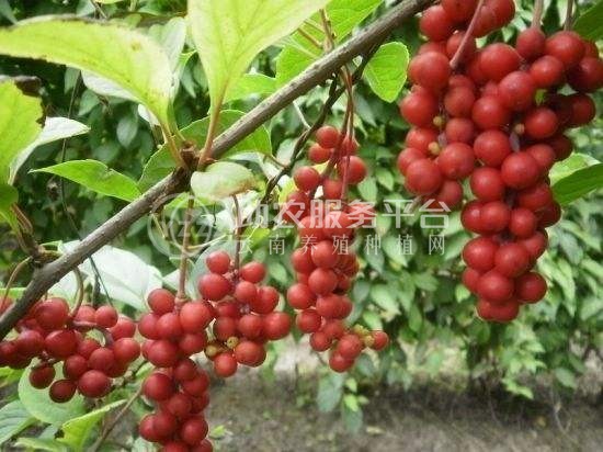 楚雄五味子种植基地5吨图4