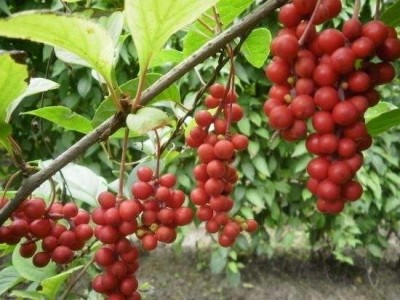楚雄五味子种植基地5吨图4