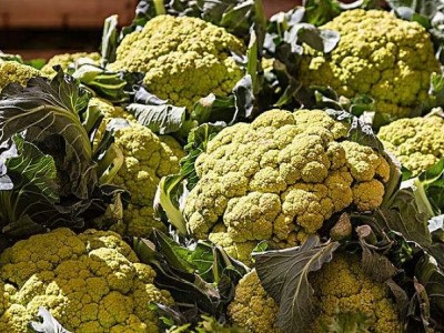 大理市关云蔬菜种植合作社供应量2吨图3