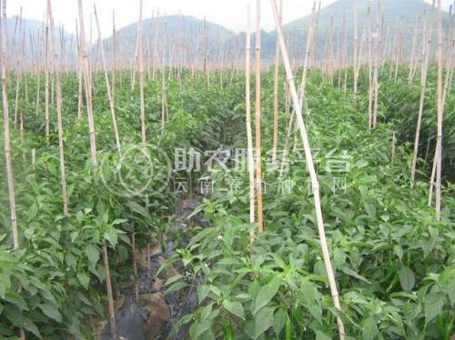 楚雄五味子种植基地5吨图5