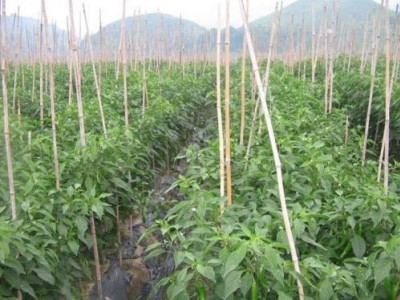 楚雄五味子种植基地5吨图5