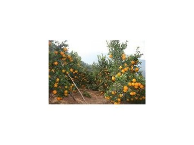 丽江松鹏橘子种植基地供应量5吨图3