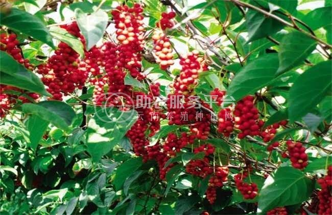 楚雄五味子种植基地5吨图6