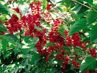 楚雄五味子种植基地5吨图6