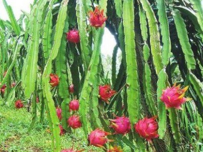 曲靖宣威市汭厚火龙果种植中心 供应量8吨图9