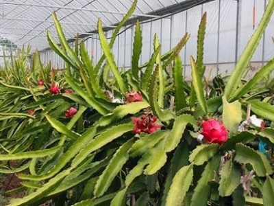 曲靖宣威市汭厚火龙果种植中心 供应量8吨