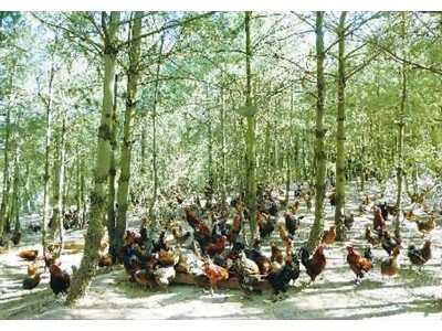 曲靖陆良召夸宏鑫鸡养殖中心 供应量1000只图4