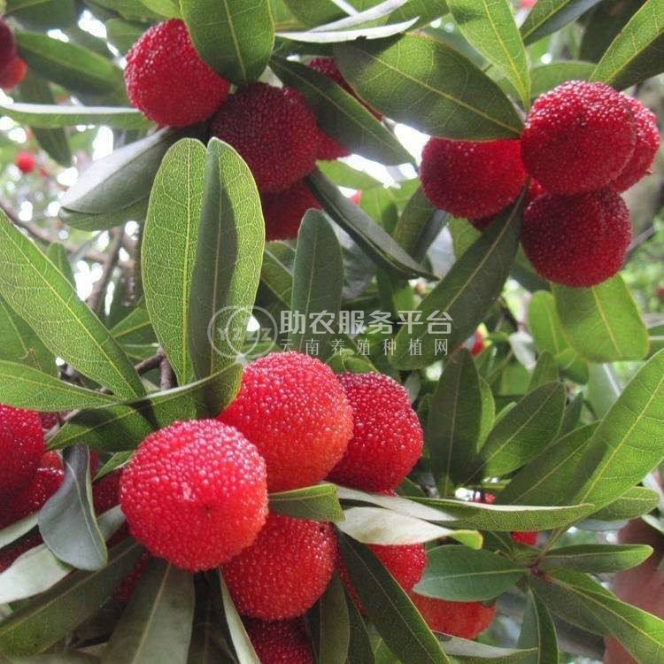 楚雄杨梅种植基地供应5吨图1