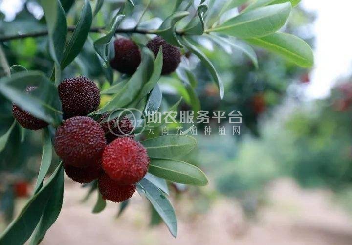 楚雄杨梅种植基地供应5吨图2
