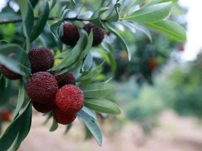 楚雄杨梅种植基地供应5吨图2