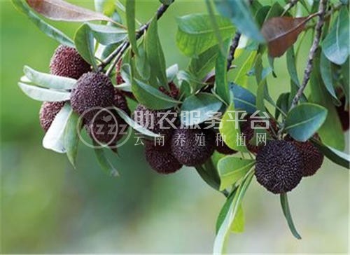 楚雄杨梅种植基地供应5吨图3