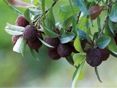 楚雄杨梅种植基地供应5吨图3