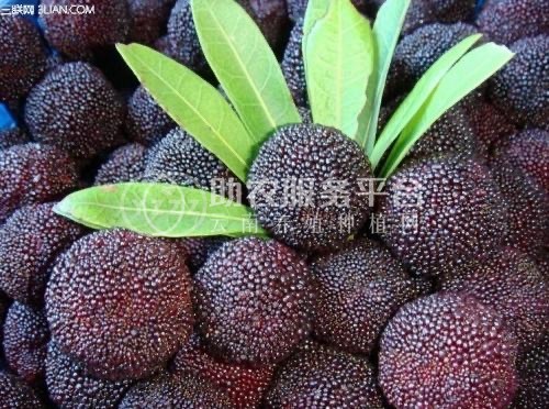 大理市子和杨梅种植基地供应量2吨图1