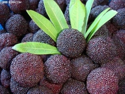 大理市子和杨梅种植基地供应量2吨