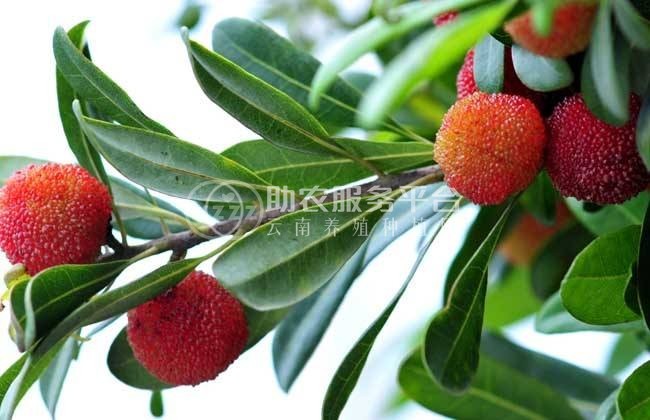 楚雄杨梅种植基地供应5吨图5