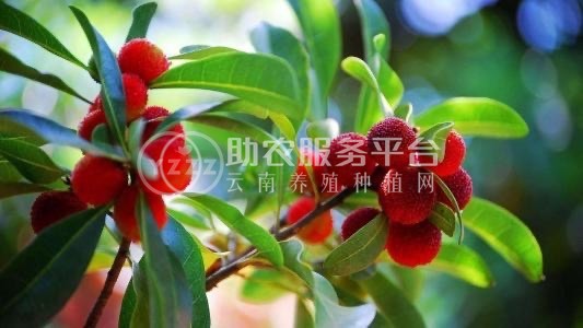 大理市子和杨梅种植基地供应量2吨图2