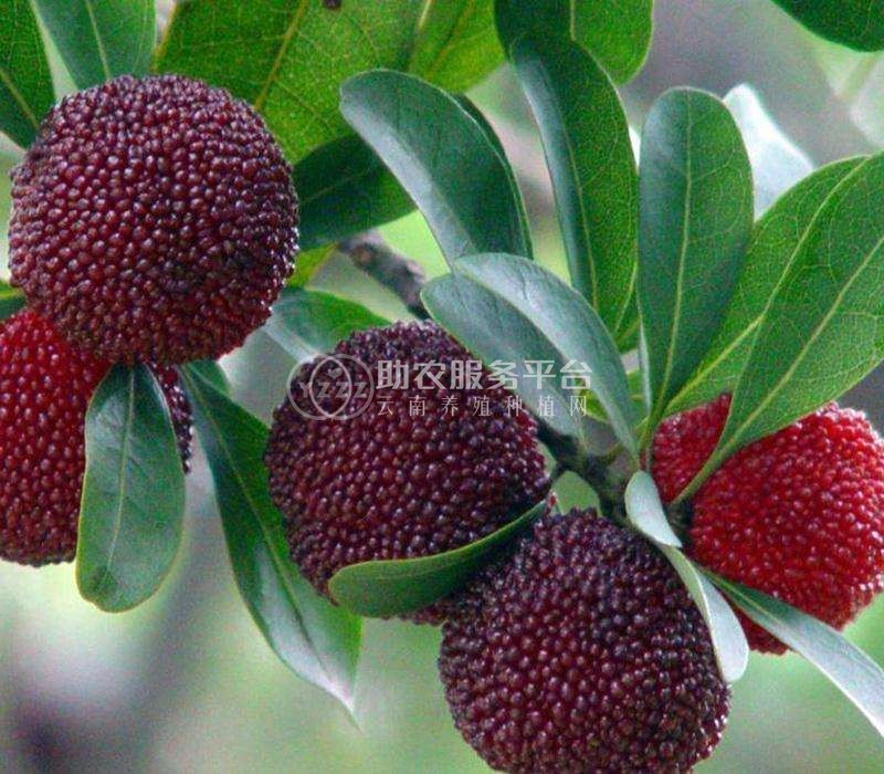 楚雄杨梅种植基地供应5吨图6