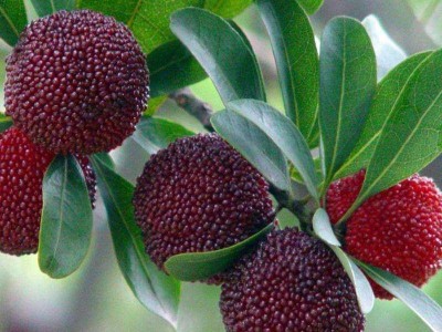 楚雄杨梅种植基地供应5吨图6