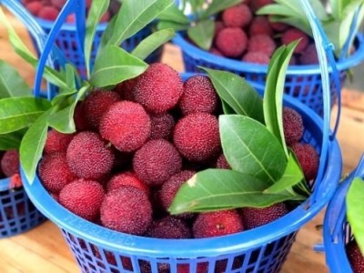 大理市子和杨梅种植基地供应量2吨图4