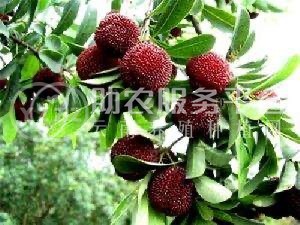 大理市子和杨梅种植基地供应量2吨图5