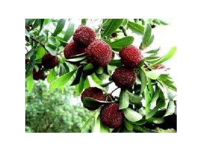 大理市子和杨梅种植基地供应量2吨图5