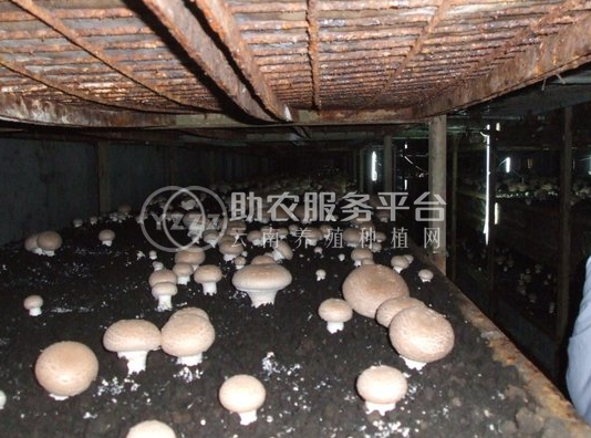 曲靖市富兰得农业蘑菇养殖基地 供应量7吨图6