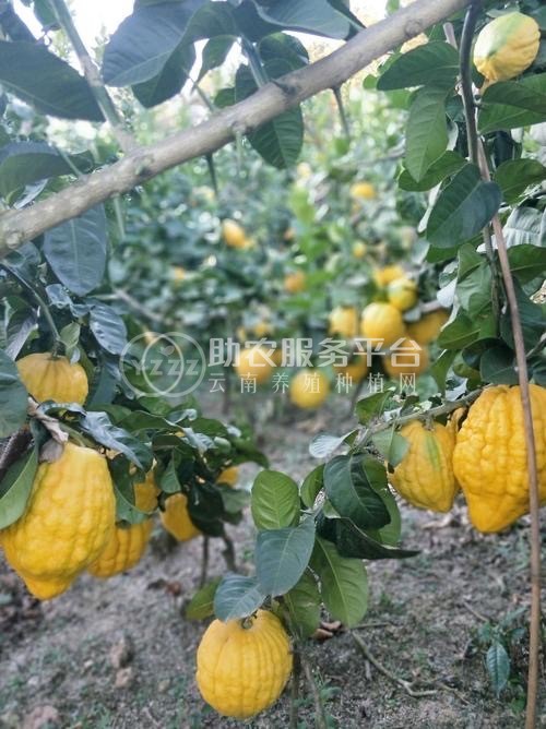 曲靖宣威市方香橼种植中心 供应量20吨图5