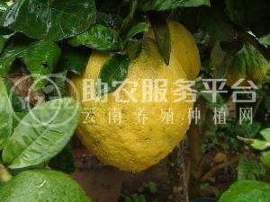 曲靖宣威市方香橼种植中心 供应量20吨图1
