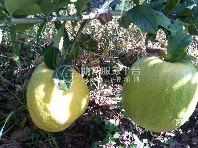 楚雄香橼种植基地供应5吨图1