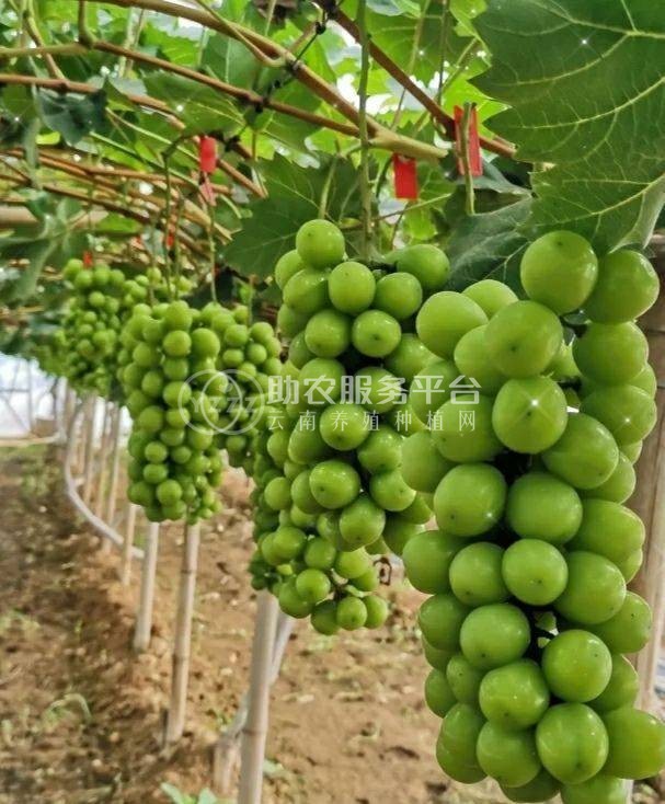 云谋阳光玫瑰种苗葡萄种植基地供应量30吨图1