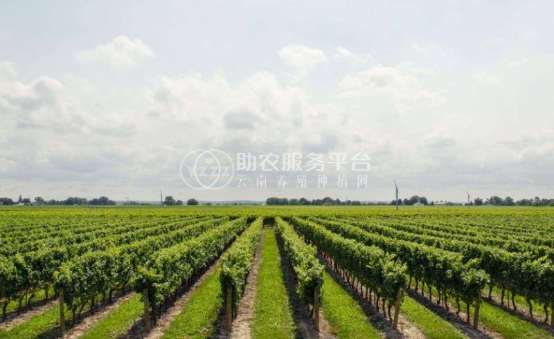 云谋阳光玫瑰种苗葡萄种植基地供应量30吨图4
