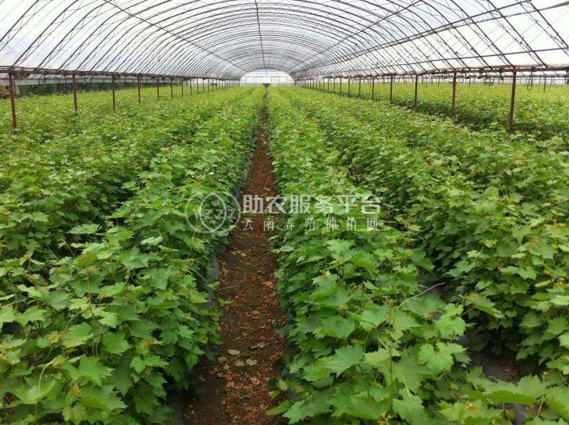 云谋阳光玫瑰种苗葡萄种植基地供应量30吨图2