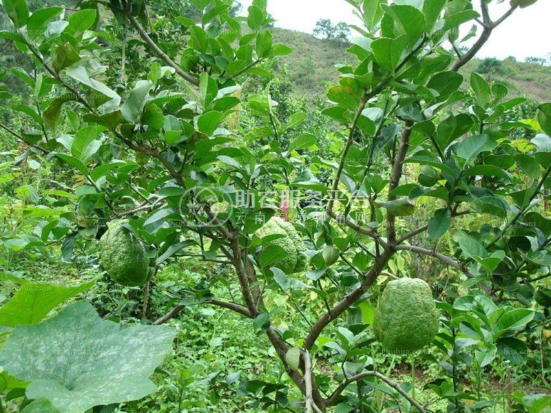 曲靖宣威市方香橼种植中心 供应量20吨图9