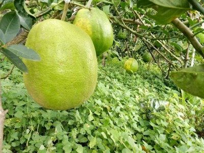 楚雄香橼种植基地供应5吨图3