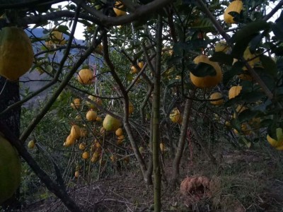 楚雄香橼种植基地供应5吨图4