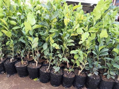 楚雄香橼种植基地供应5吨图5