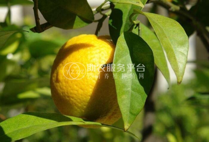 曲靖宣威市方香橼种植中心 供应量20吨图6